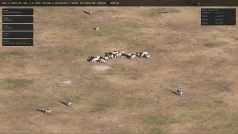 WOLF command interface showing aerial wildlife intelligence on laptop