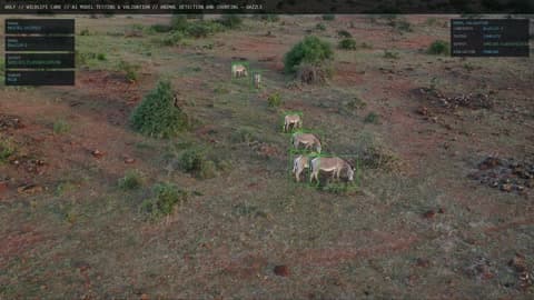 WOLF mobile command view with species detection